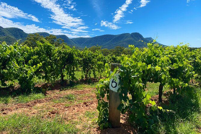 Sydney: PRIVATE Hunter Valley Wine Tasting Luxe Tour (10h)