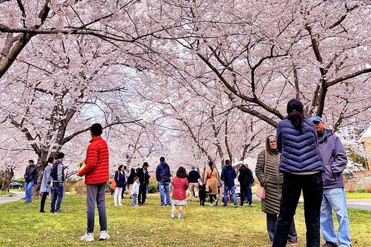 Washington D.C. Cherry Blossom All-Day Tour, 13 PAX Max