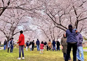 Washington D.C. Cherry Blossom All-Day Tour, 13 PAX Max