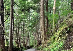 Beautiful Nature Walk On Ketchikan's Ward Creek Trail