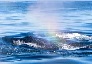 Semi-Private Boat Tours for Humpback Whale Watching in West Oahu