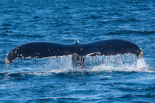 Private Tour: Alaskan Wildlife & Scenery, Priced by Group Size