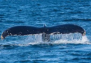 Wildlife and Scenery in Ketchikan