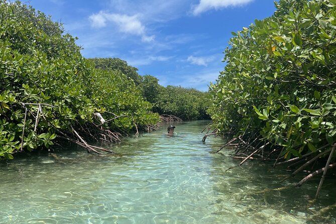 Snorkel Aruba's Vibrant Waters and Serene Mangroves Private Tour