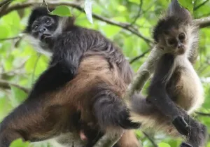 Private VW Beetle Tour to See Mexican Birds, Turtles & Monkeys