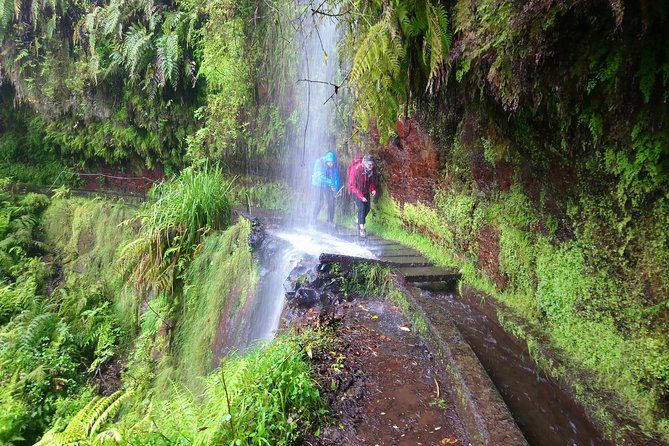 Hike in Laurisilva Levada do Rei - Madre of Life small Group guided walk