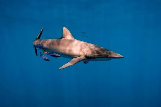 Shark Encounter