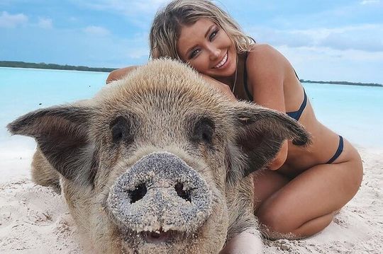 Private Swimming Pig Beach Day / 50ft or 33ft Boat / 1-10 Guests