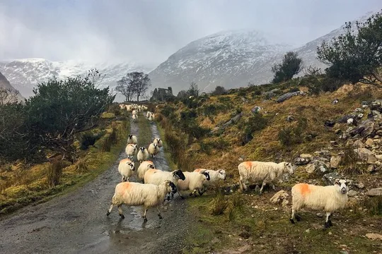 Back Roads Rural Private Tour around Killarney and the Reeks