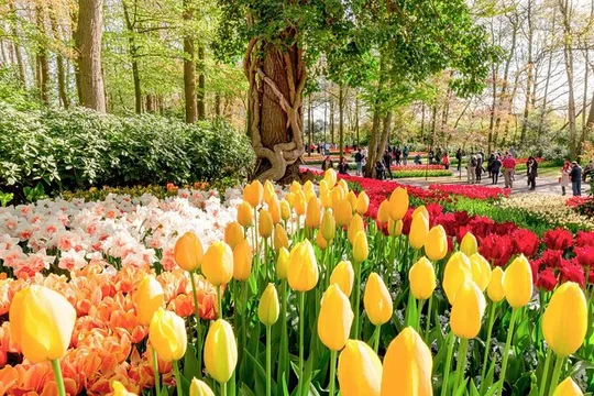Central Park Guided Tours Pedicab