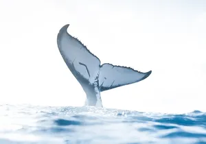 Private Whale Watching Activity: 6 passengers max