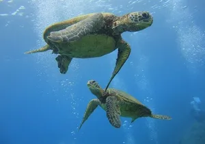 Paradise Honu Morning Snorkeling Tour