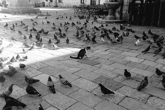 Private Early Morning Dubrovnik Tour
