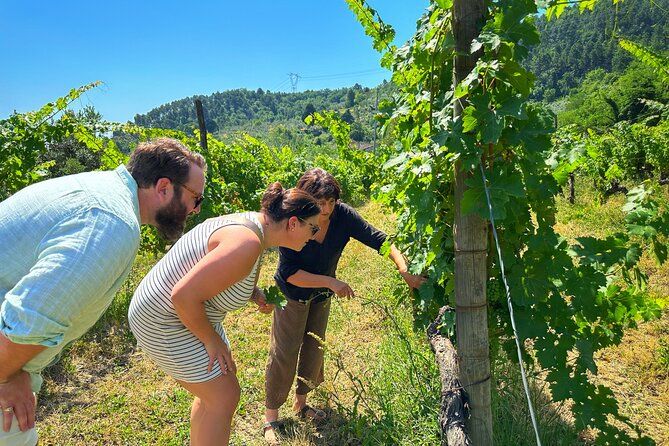 Carmignano Wine Tour with a Somm Small Group