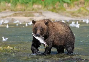 Wildlife Safari & Bear Viewing from Skagway