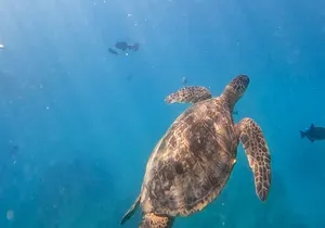 Paradise Honu Snorkeling Tour