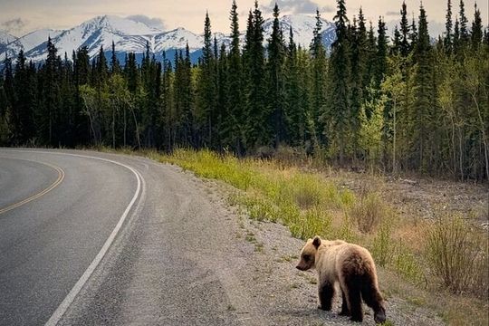 Experience the Yukon and Suspension Bridge