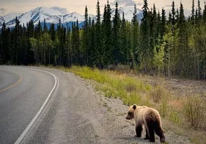 Experience the Yukon and Suspension Bridge