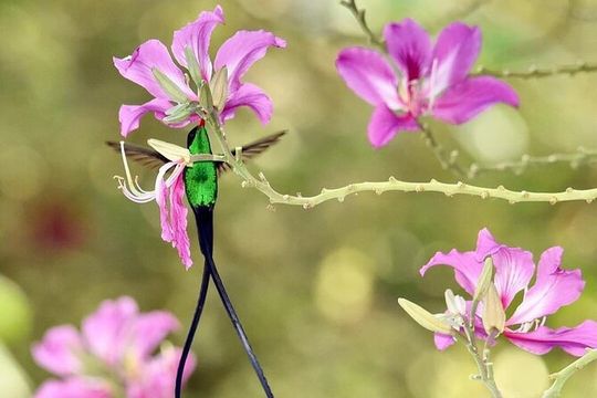 Private Rockland Bird Sanctuary and Shopping Tour with Transport