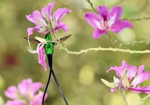 Private Rockland Bird Sanctuary and Shopping Tour with Transport