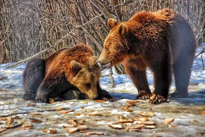 Brown Bear Sanctuary, Dracula Castle & Brasov - Private Day Tour