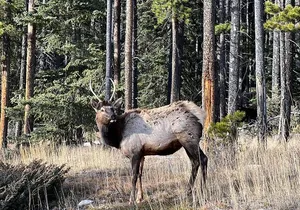 Johnston Canyon Evening Hiking Stroll Through a Serene Canyon