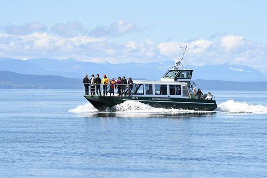 Intimate West Coast Whale Watching - Partly-Sheltered