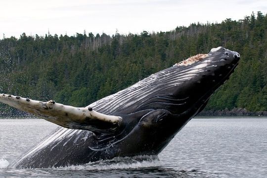 Private Ketchikan Wildlife and Sightseeing Tour