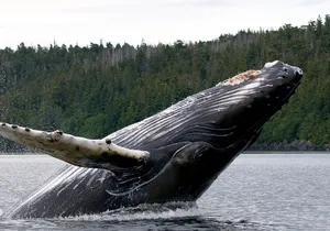 Private Ketchikan Wildlife and Sightseeing Tour