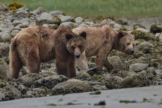 Bear Adventure in Spring