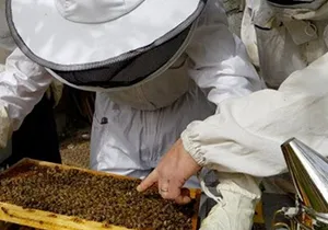 A Private Adventure to Discover Honey on the Roof in Cannes.