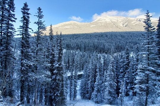 Hike Joffre Lake, Whistler & Shannon Falls Tour