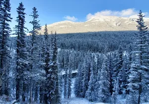 Hike Joffre Lake, Whistler & Shannon Falls Tour