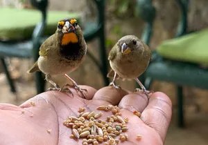 Bamboo rafting and bird sanctuary tour from Montegobay