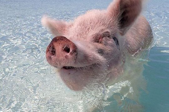 Beach Day Swim with Turtles and Pigs Excursion in Nassau