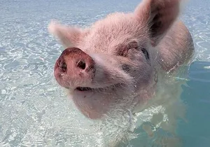 Beach Day Swim with Turtles and Pigs Excursion in Nassau