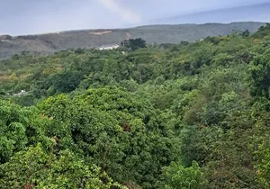 Private Jamrock Herbal Trek at Discovery Bay Jamaica
