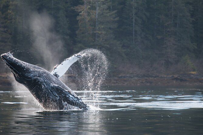 2 Hour Private Marine Wildlife Tour
