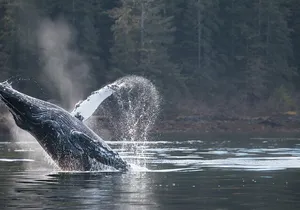 2 Hour Private Marine Wildlife Tour