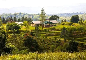 Croydon In The Mountains - Exotic Fruits & Flowers