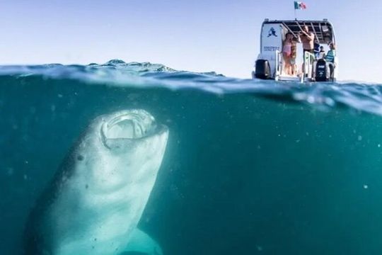 Whale Sharks Snorkeling Experience