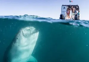Whale Sharks Snorkeling Experience