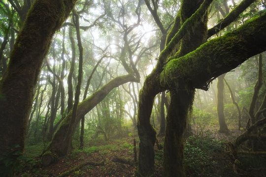 Hiking in the Cuevas Negras canyon in Tenerife