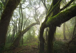 Hiking in the Cuevas Negras canyon in Tenerife