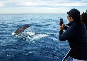Whale Watching Adventure In Puerto Vallarta