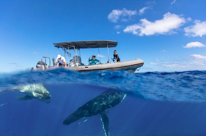 BORA-BORA Private Whale Watching