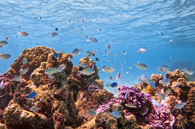 Boat tour + snorkeling in a preserved lagoon - Mobydick Tahiti