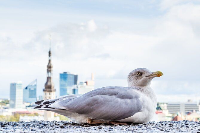 Private Custom Walking Tour with Local Guide in Tallinn