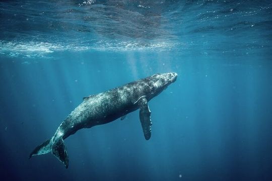 Whale Watching Adventure -Speed Boat & Small Group