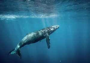 Whale Watching Adventure -Speed Boat & Small Group